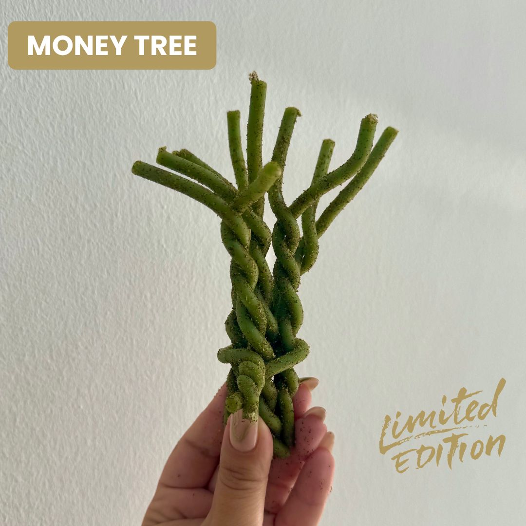 MONEY TREE